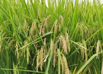 农产品区块链溯源解决方案
